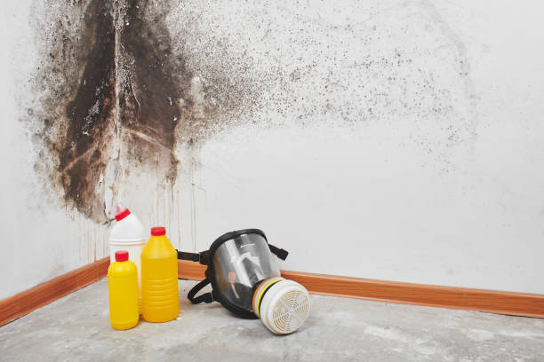 Best Mold Damage Repair  in Huntington Station, NY