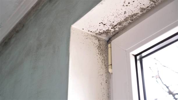 Trusted Huntington Station, NY Mold Removal Experts