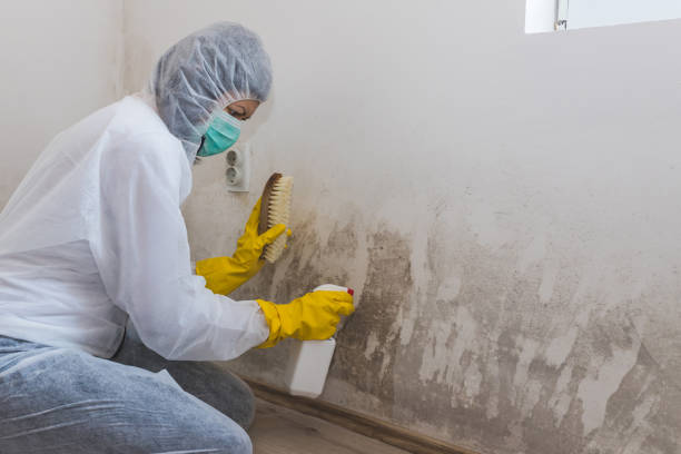 Mold Removal and Inspection in Huntington Station, NY