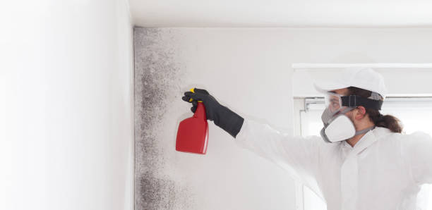 Home Mold Removal in Huntington Station, NY