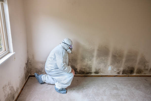 Huntington Station, NY Mold Removal Company