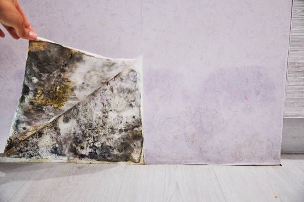 Best Commercial Mold Removal  in Huntington Station, NY